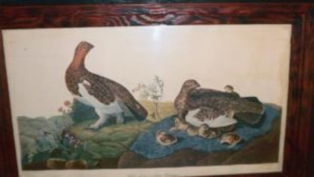 Genuine Audubon print? Probably not.