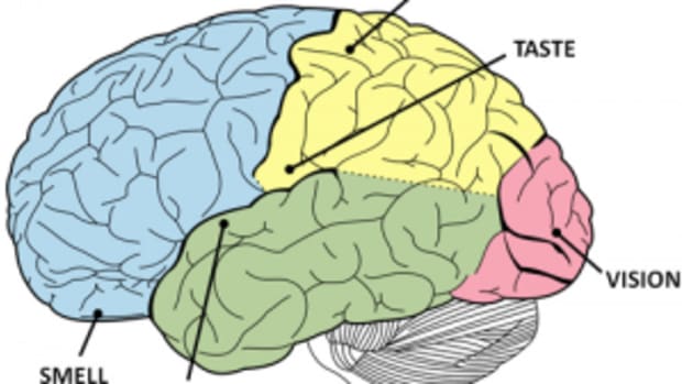 Senses and the brain