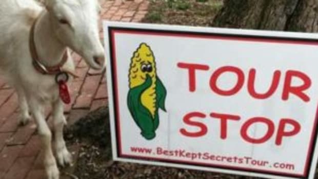 Best Kept Secrets Tour goat