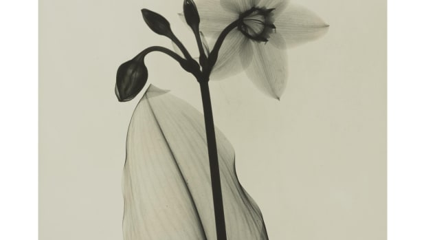 Dr. Dain Tasker’s "Amazon Lily," circa 1930, 11-1/8” x 9-1/8”, $6,250.