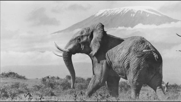 Peter Beard "Snows of Kilimanjaro," 1972.