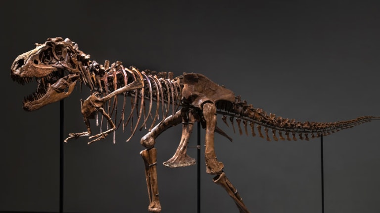 Rare Gorgosaurus Could Fetch $8 Million