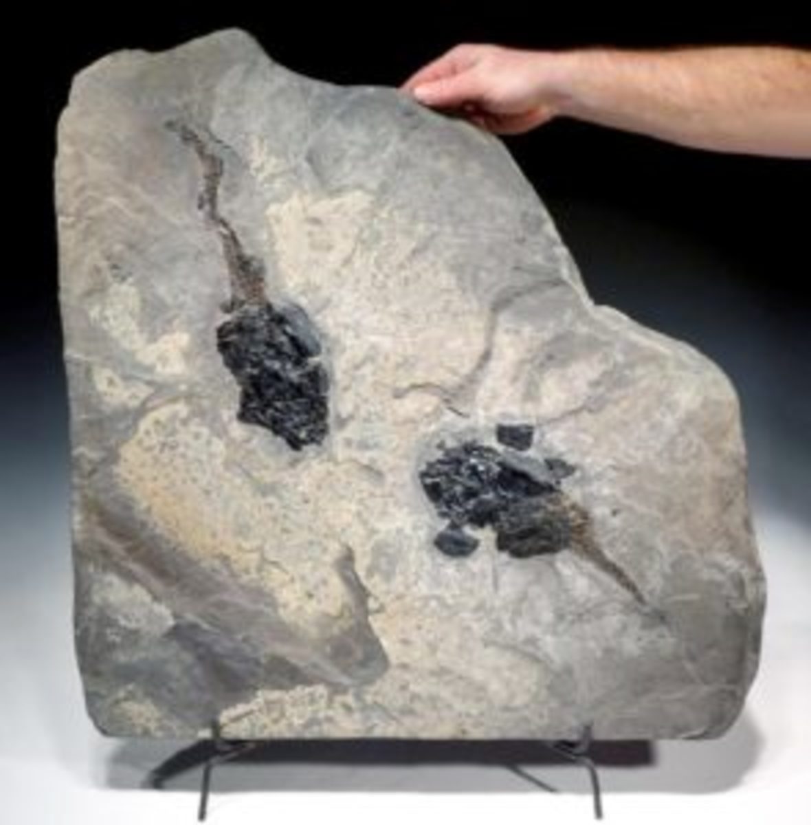  Multiple Devonian Coccosteus armored fish fossil, circa 380 million years old, origin Scotland, $25,000-$36,000