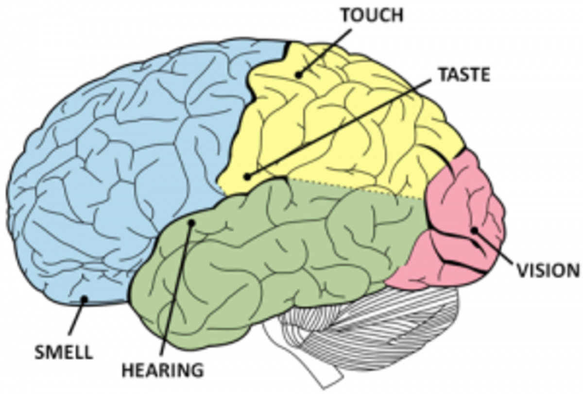 Senses and the brain