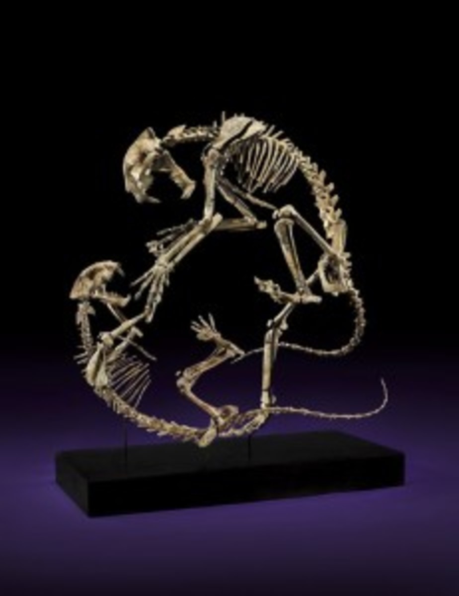 feline skeletons