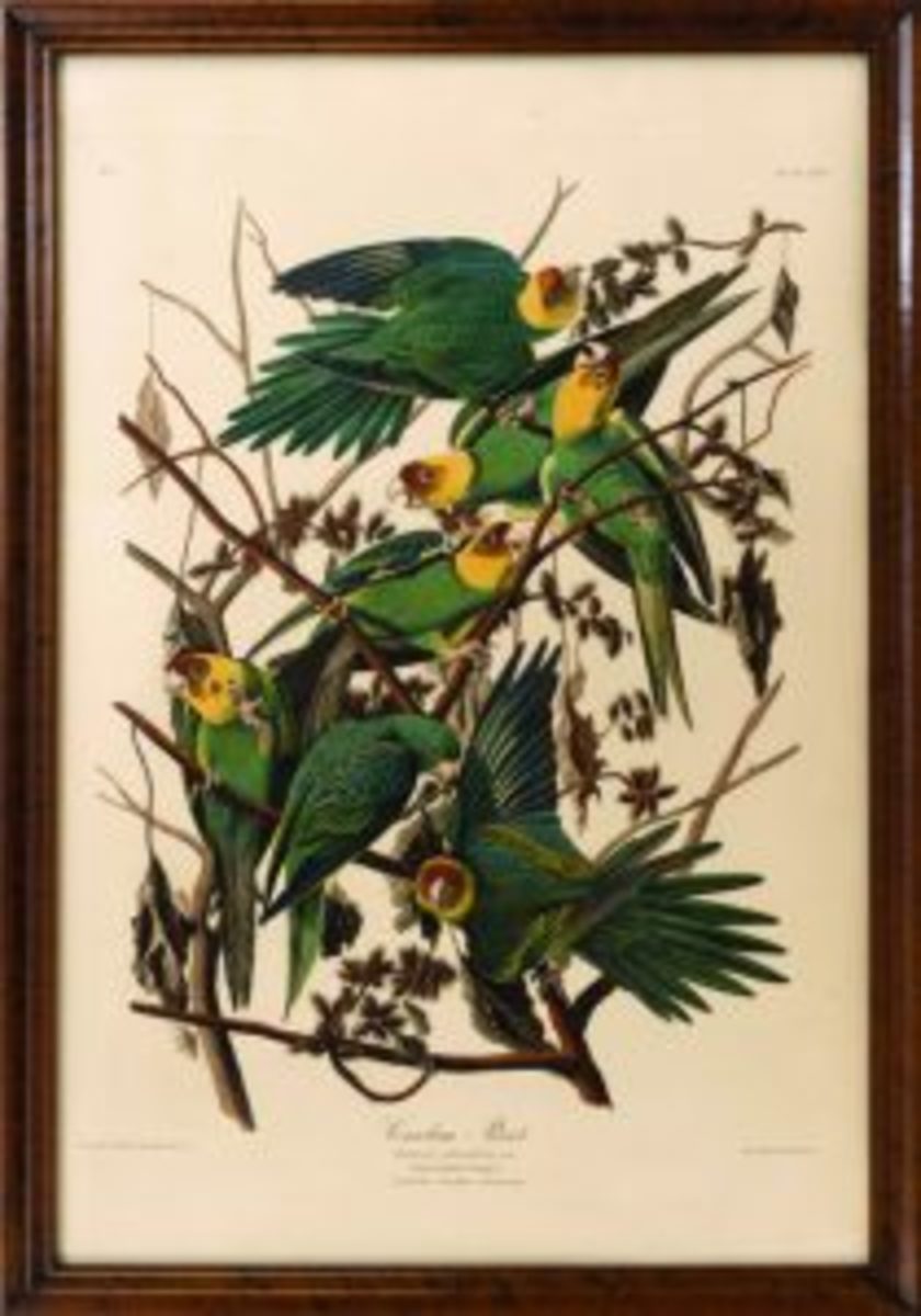 Carolina Parrot print
