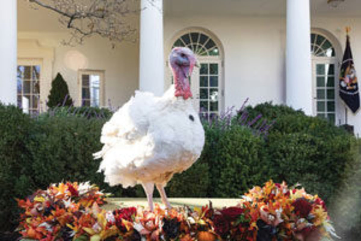  Peas, the turkey pardoned by President Trump in 2018.