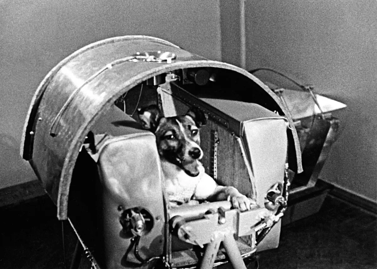 Laika in a training capsule before her mission to space.