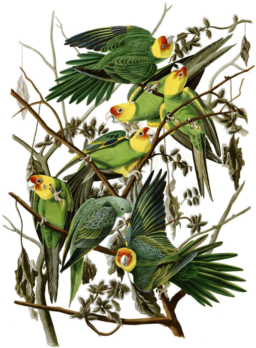 John James Audubon's Carolina Parrot, Plate 26, 1828.