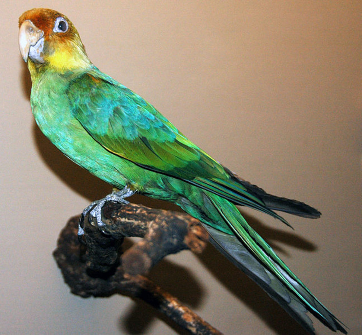 A mounted Carolina parakeet on display at the Field Museum of Natural History, Chicago, Illinois.