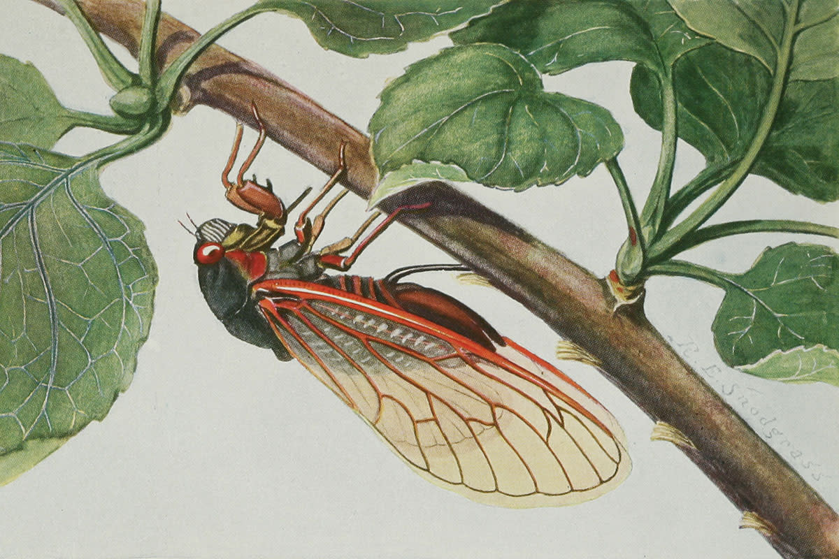 The sounds of cicadas inspired the ancient Greek poets.
