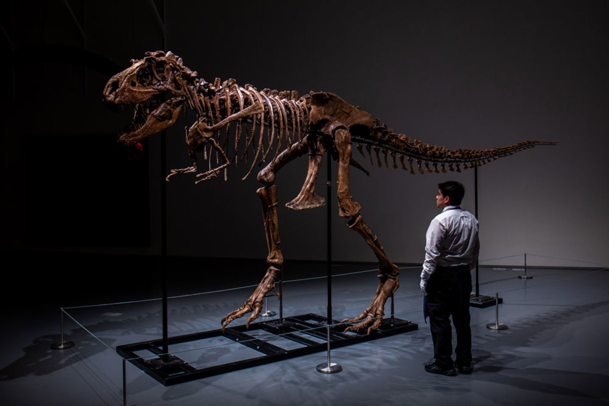 A recently discovered Gorgosaurus skeleton will be the first of its kind offered at auction during Sotheby’s Natural History sale. Measuring nearly 10 feet tall and 22 feet long, Sotheby’s is expecting it to fetch between $5 to $8 million.