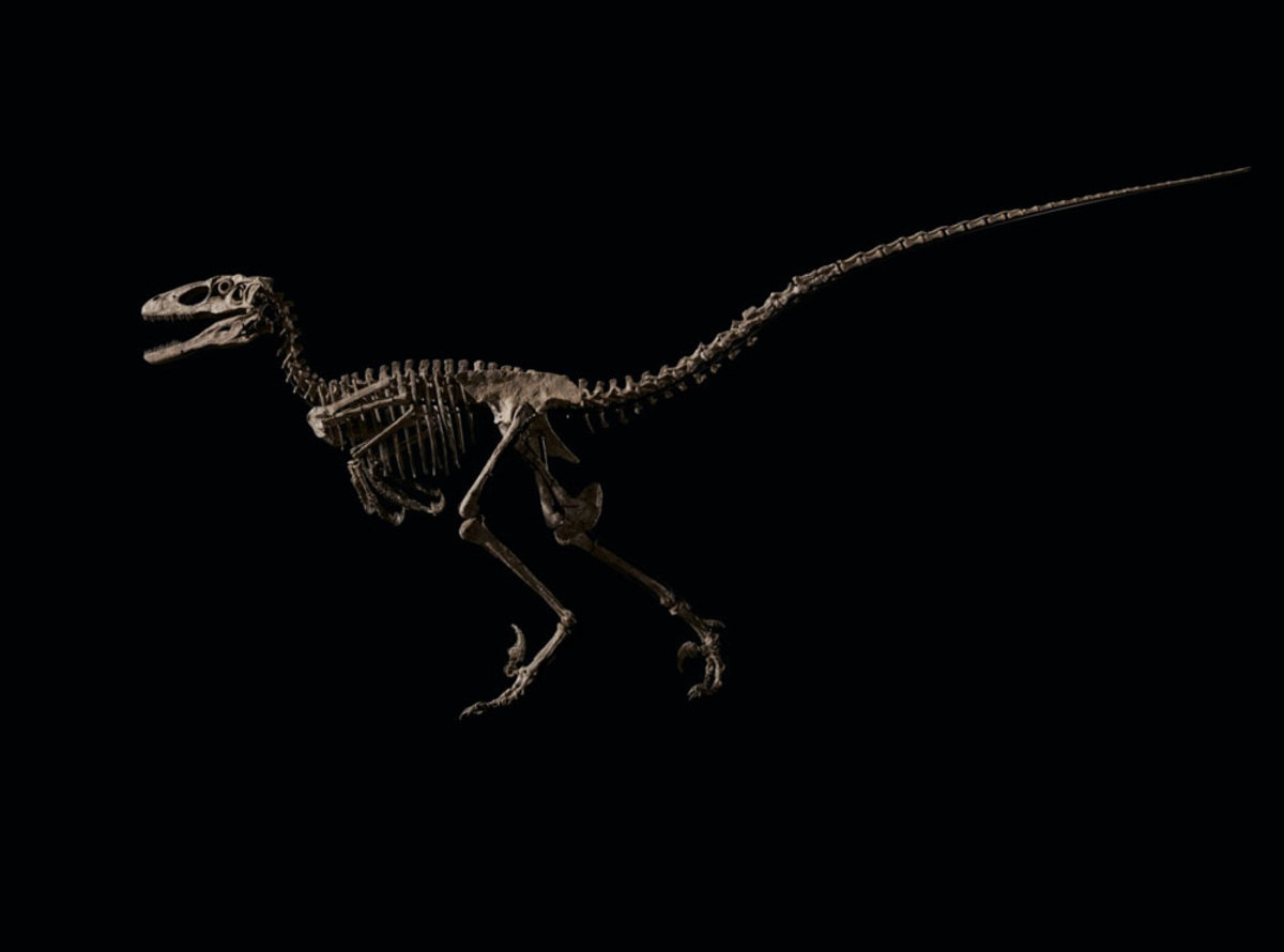 From the Cloverly Formation in Wolf Canyon, Montana, the Early Cretaceous (circa 115-108 million years ago), this specimen of Deinonychus antirrhopus, 119-2⁄3" x 62-1⁄4" x 26", sold in May at Christie's for $12.4 million.