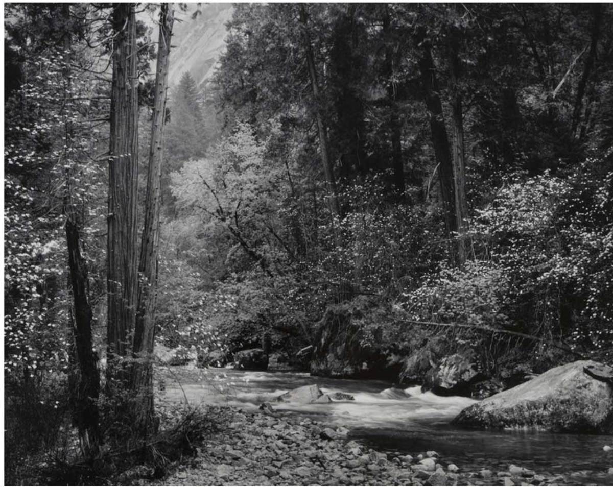 Tenaya Creek, Dogwood, Rain, Yosemite National Park, California