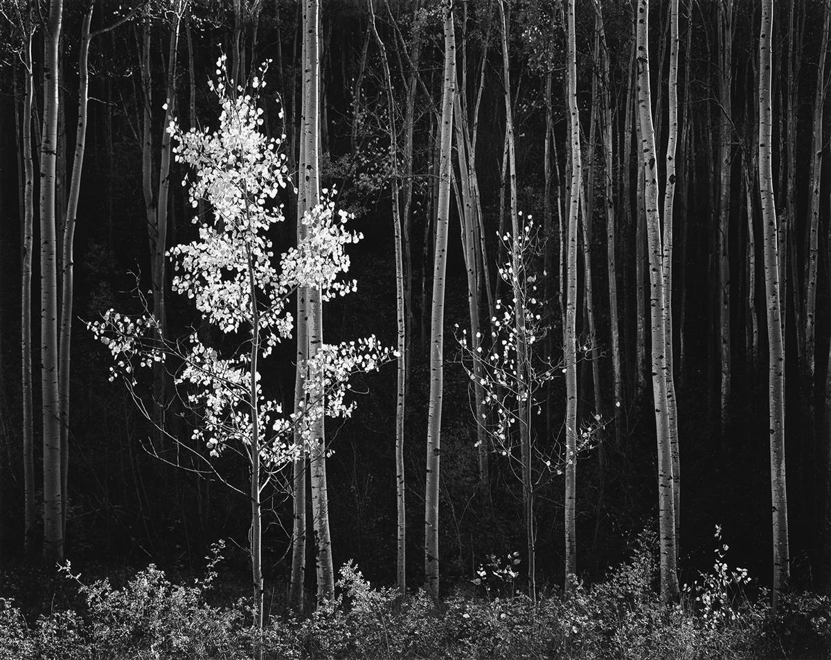 aspens-adams.jpg