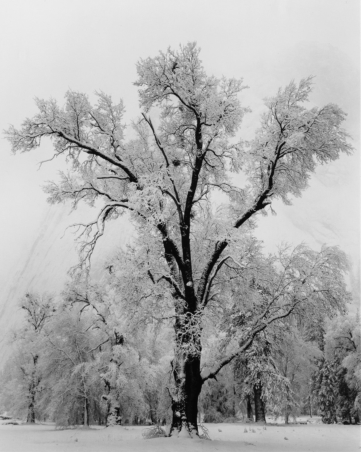 oak-tree-snowstorm.jpg