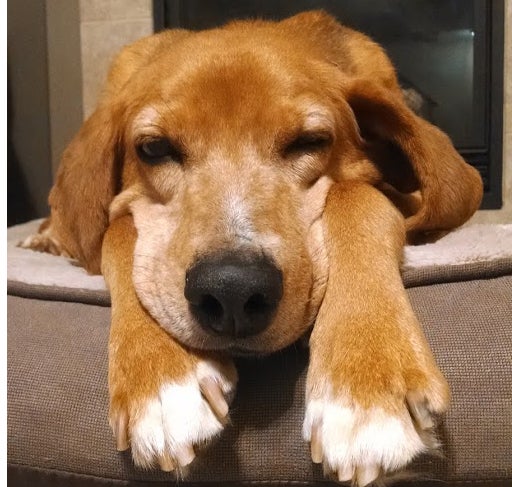 henry-t-hound2.jpg