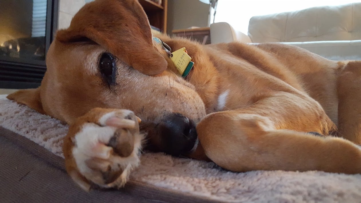 henry-t-hound-3.jpg