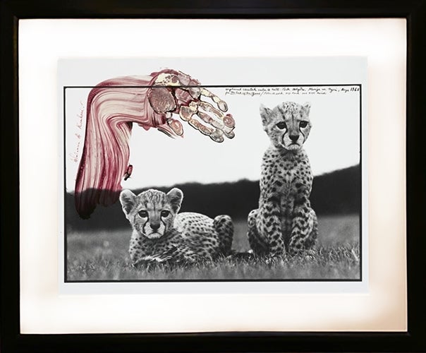 peter-beard-orphaned-cheetahs-cubs-mweiga-near-nyeri-kenya-photographs-paintings-zoom_604_500.jpg