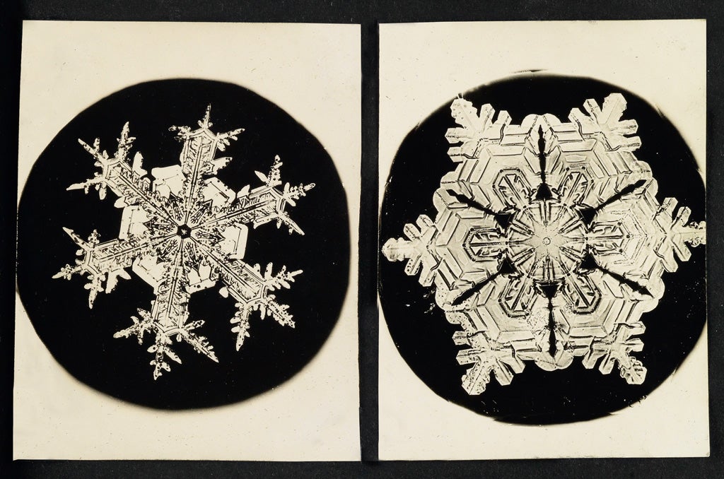 snowflakeswann1.jpg