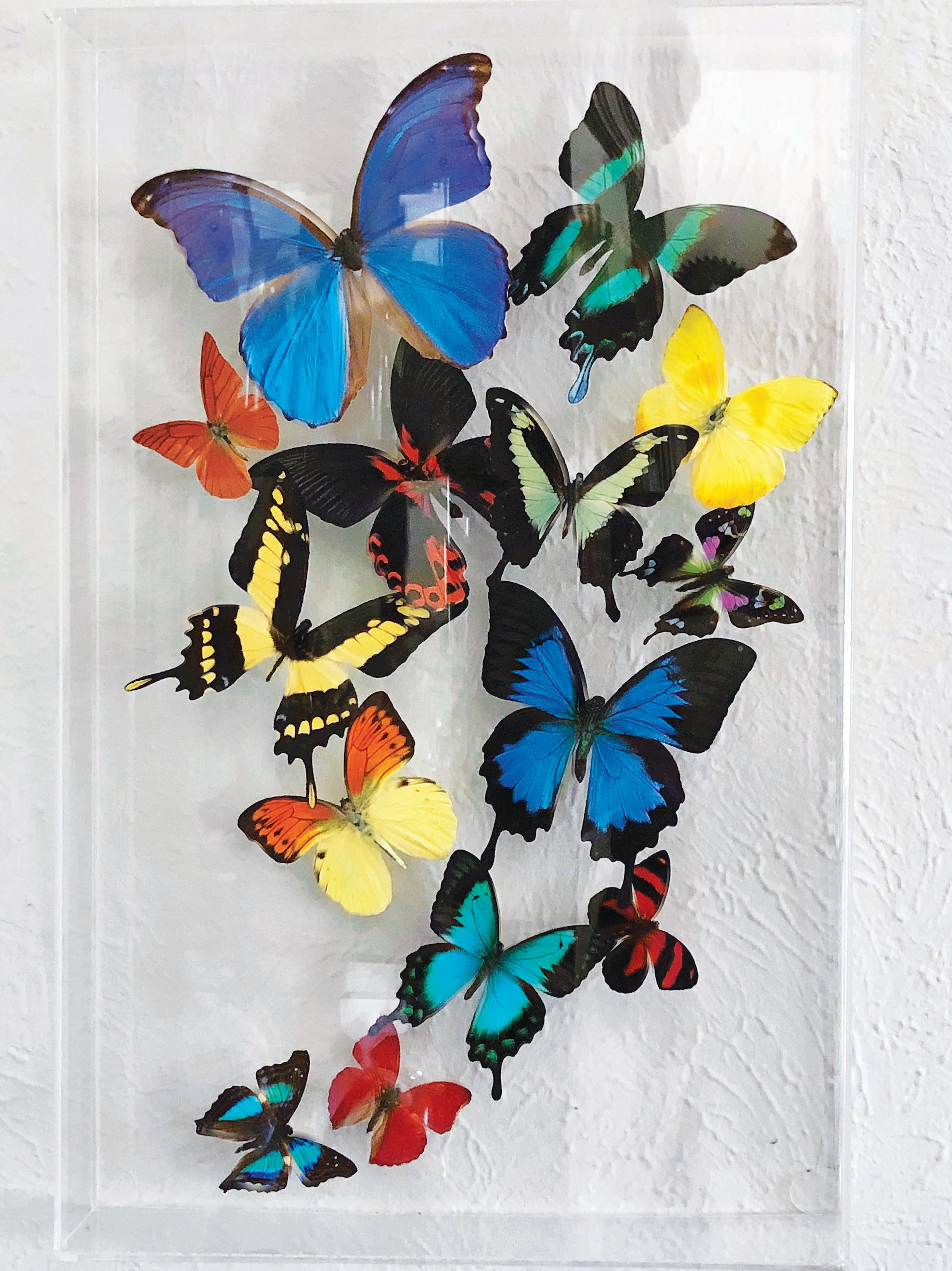 butterfly-collection.jpg