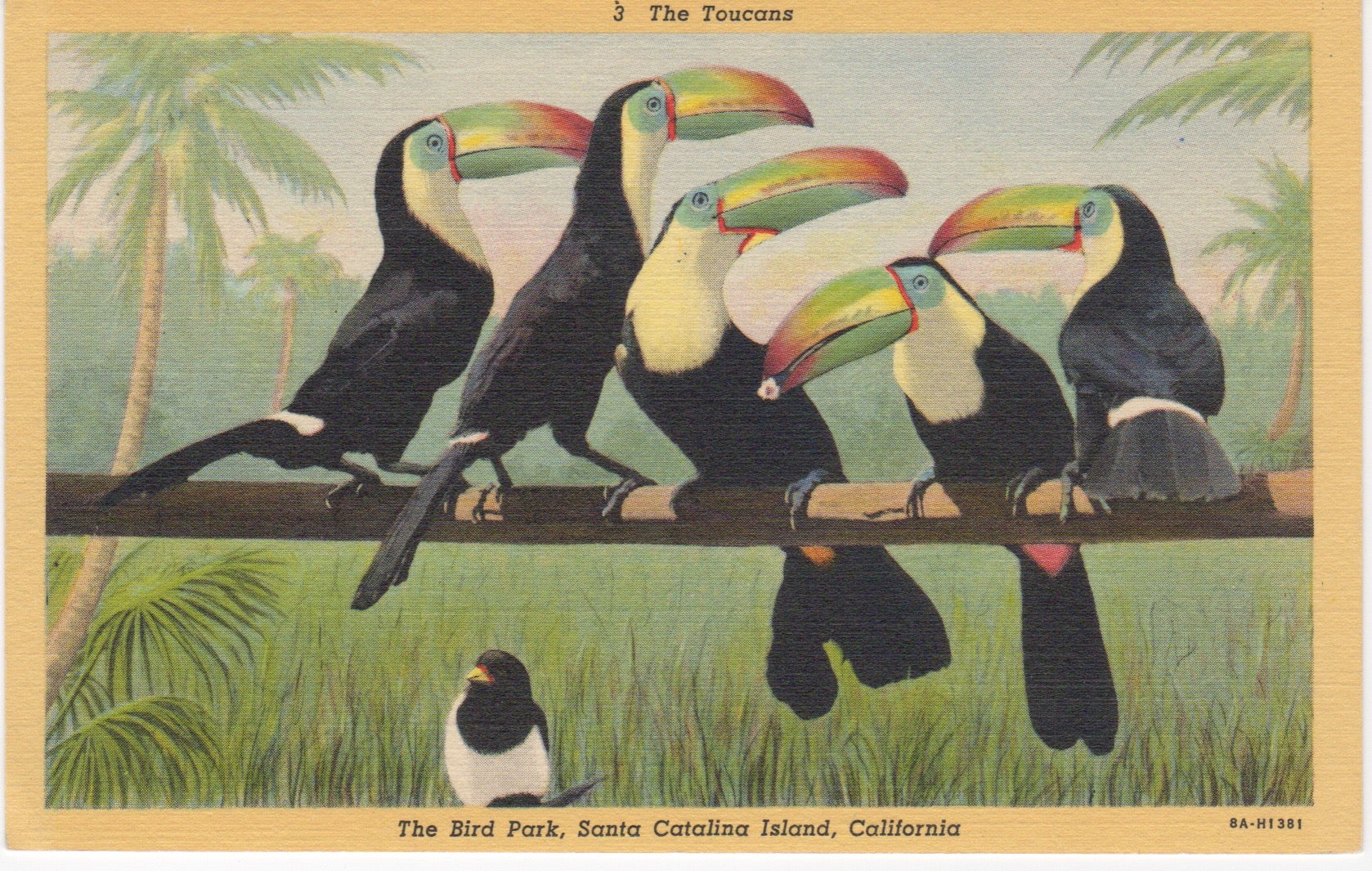 toucans.jpg