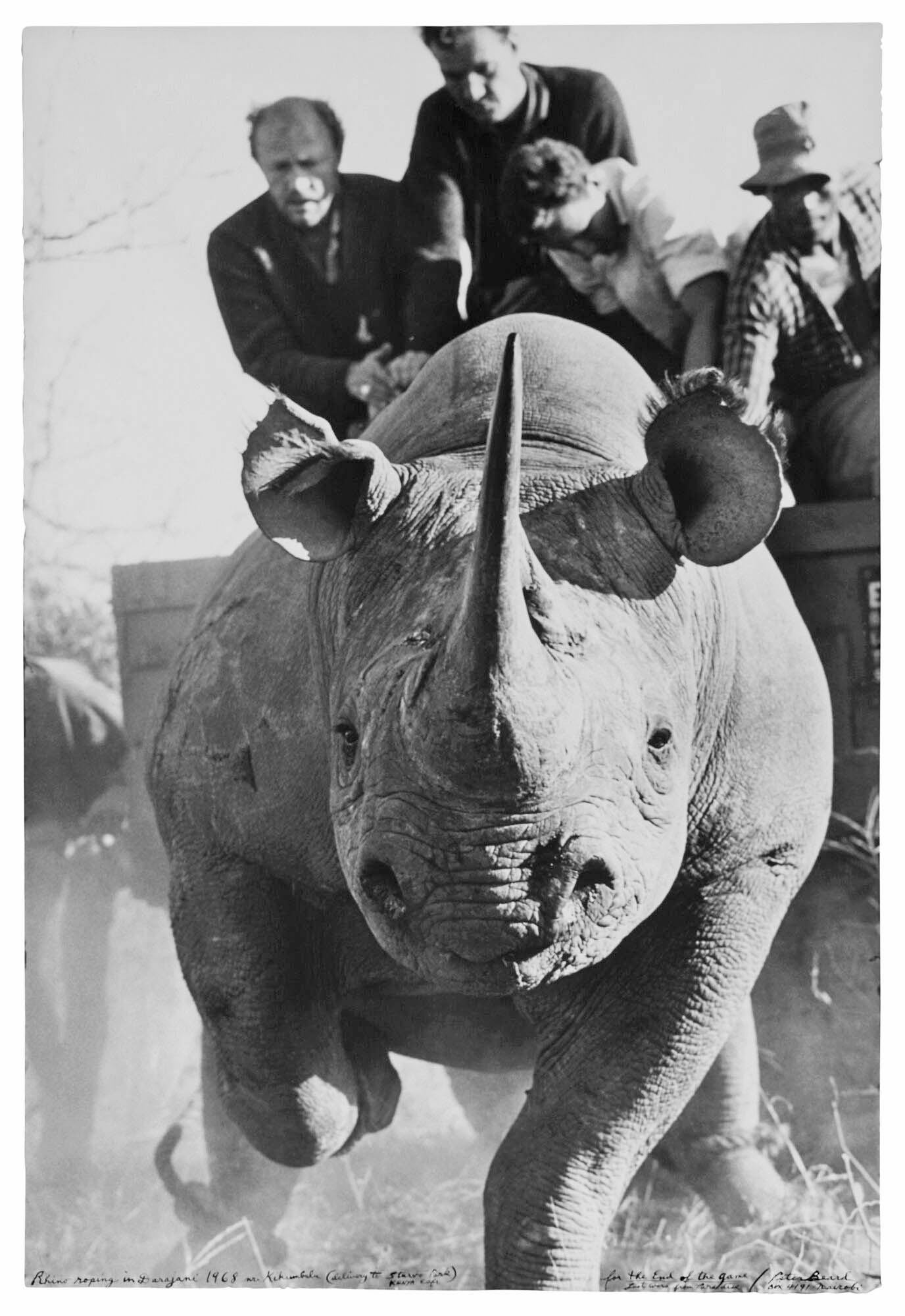 rhino-roping.jpg