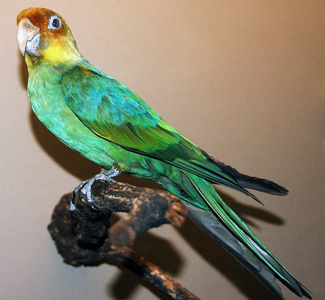 carolinaparakeet.jpg