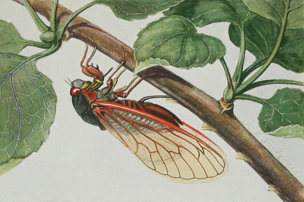 cicadaart.jpg