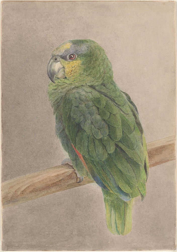 parrotwatercolor.jpg