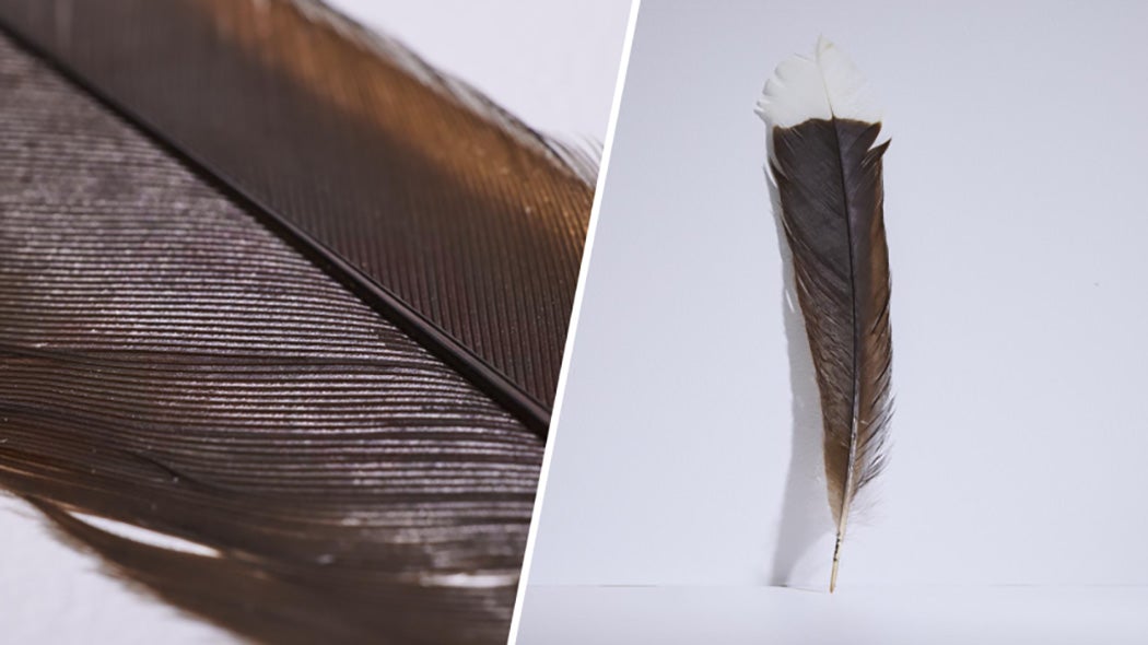 huia-feather.jpg